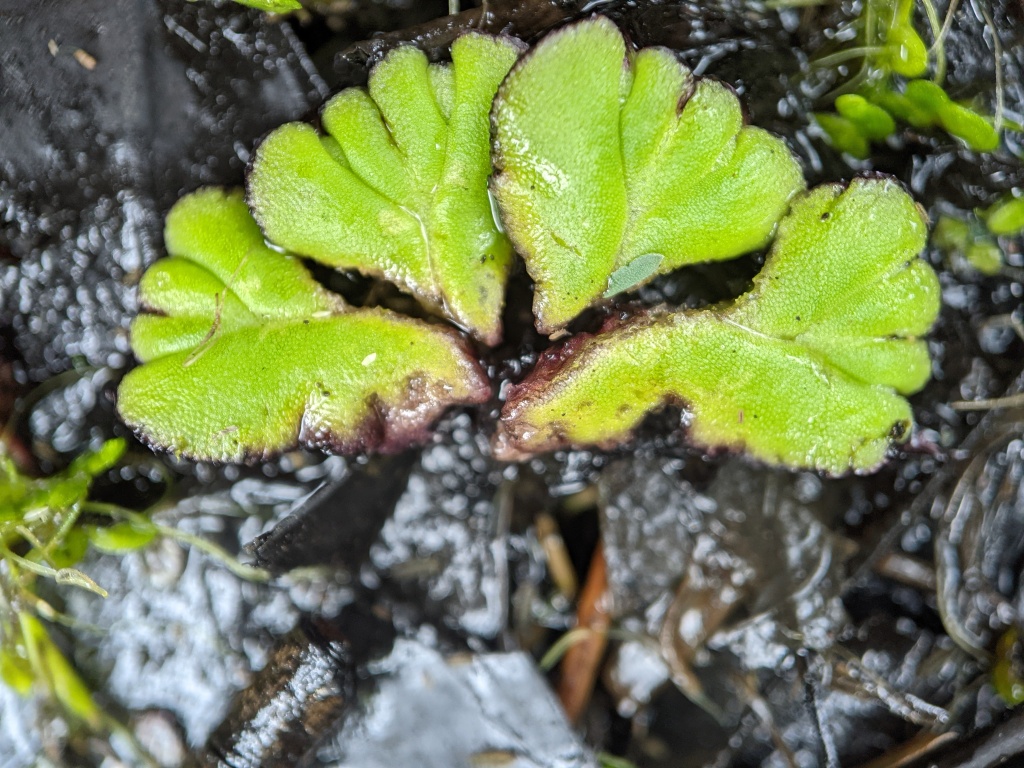 Ricciocarpos (hero image)