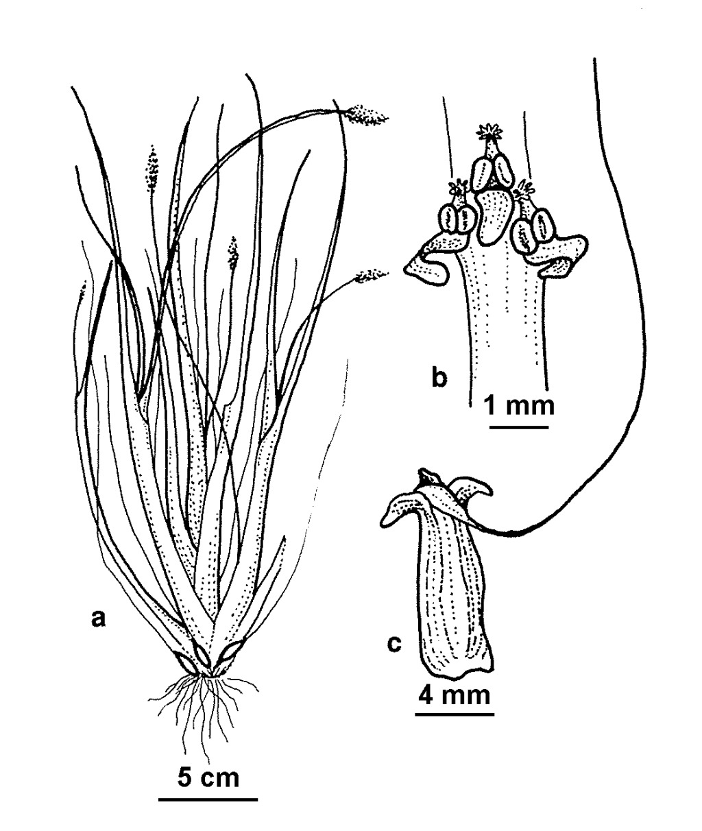 Triglochin scilloides (hero image)