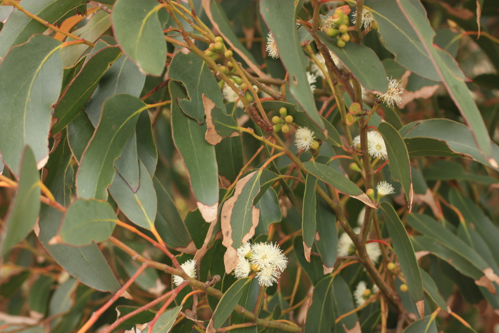 Eucalyptus muelleriana (hero image)