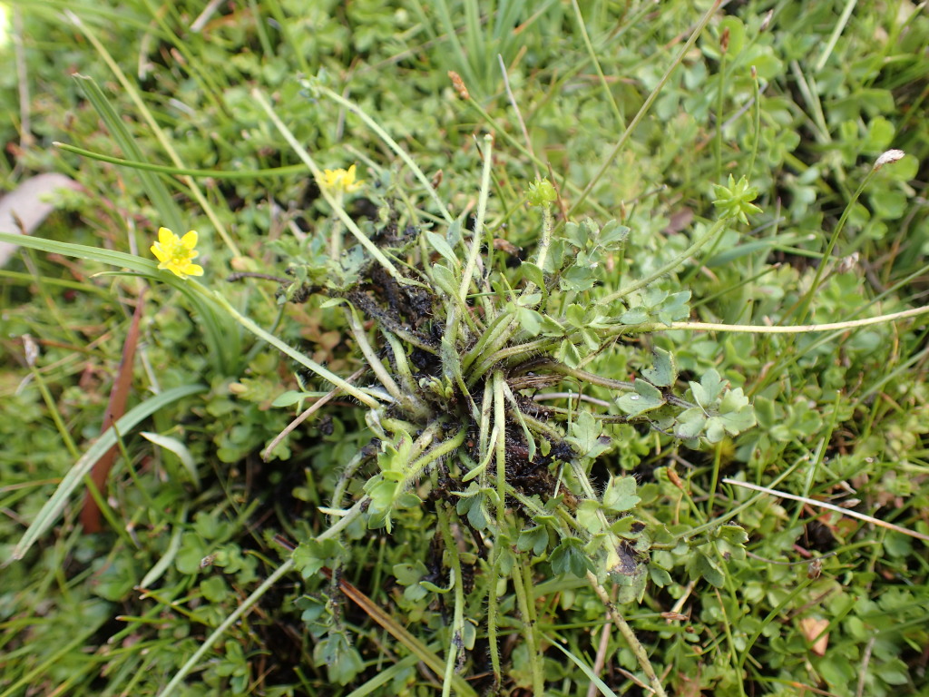 Ranunculus pimpinellifolius (hero image)