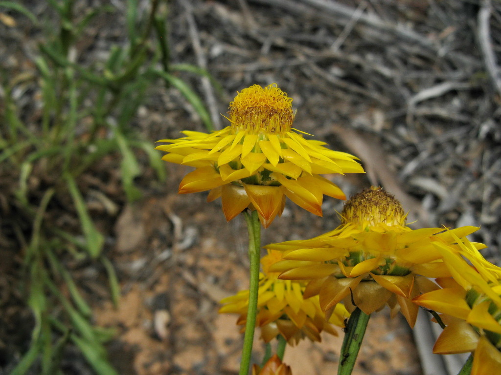 Xerochrysum bracteatum (hero image)