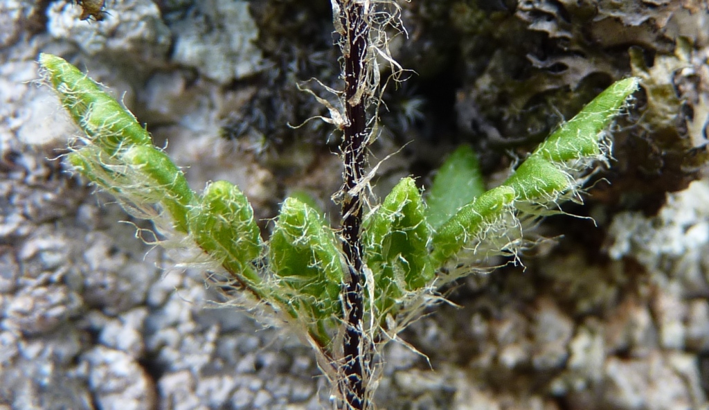 Cheilanthes (hero image)