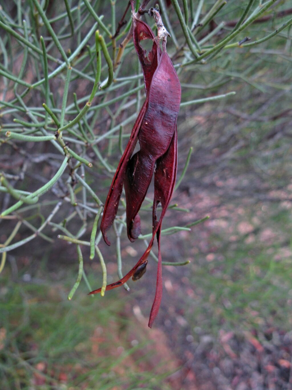 Senna artemisioides subsp. filifolia (hero image)