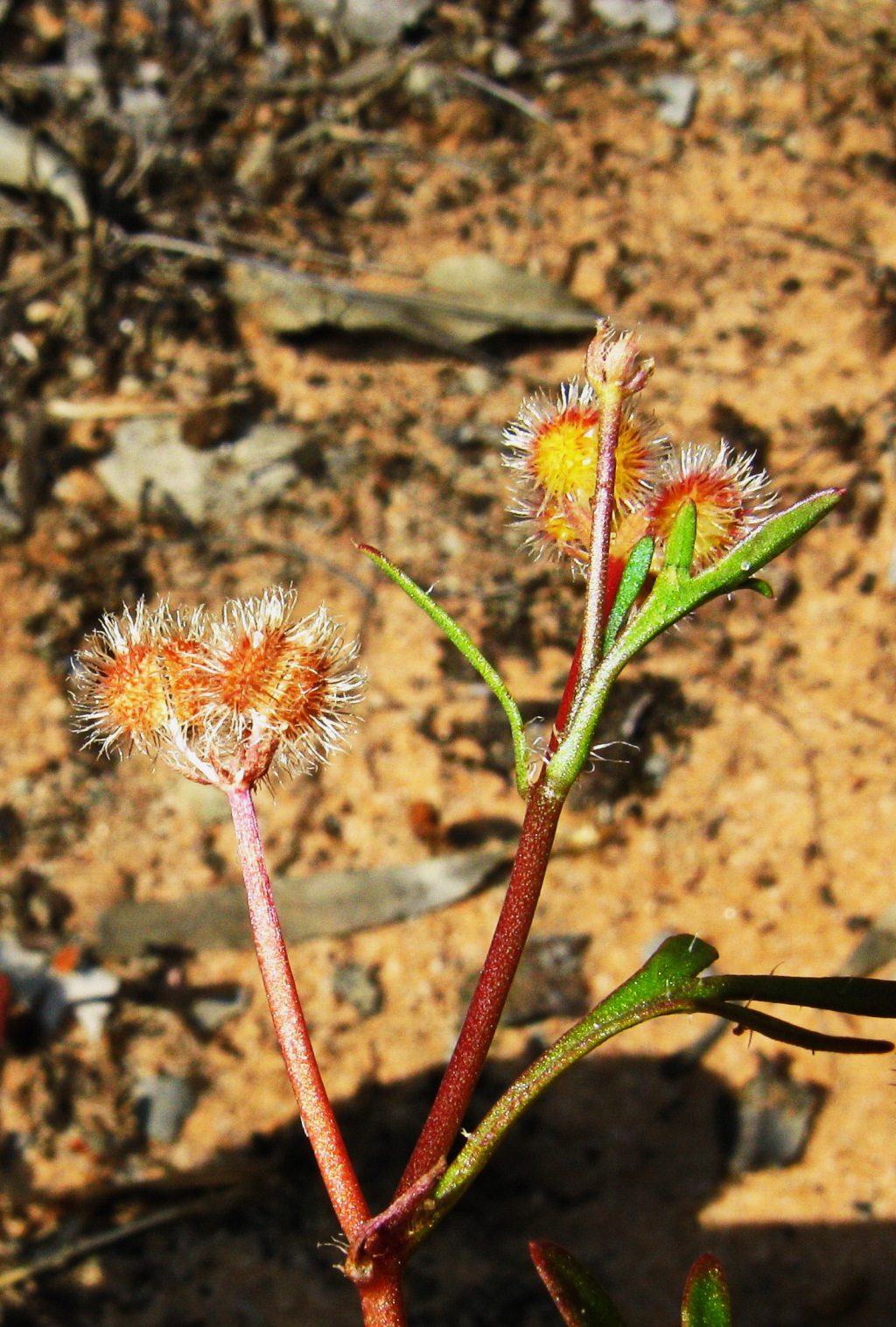 Trachymene cyanopetala (hero image)