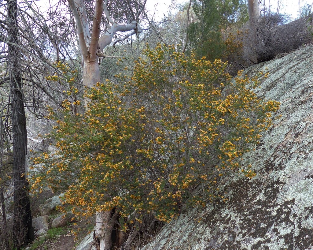 Pultenaea platyphylla (hero image)