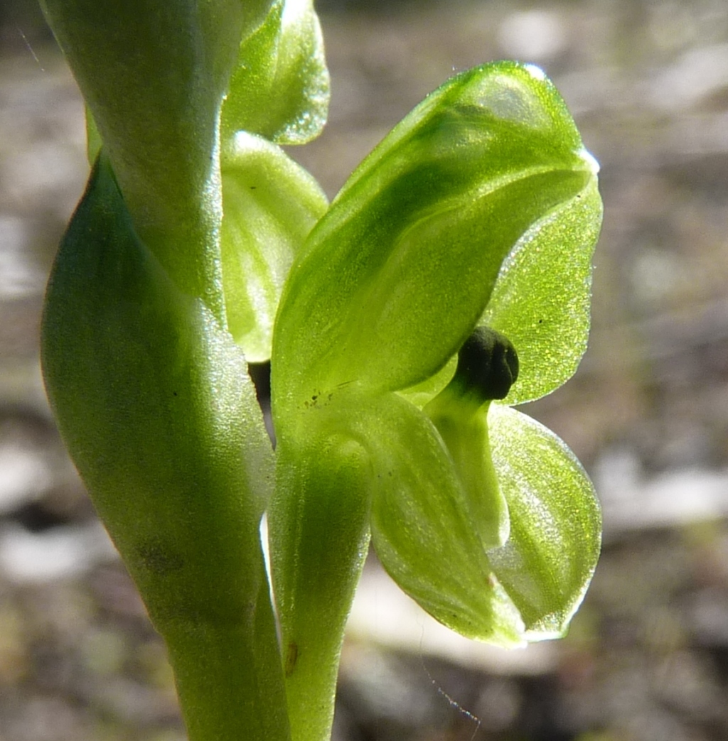 Pterostylis bicolor (hero image)