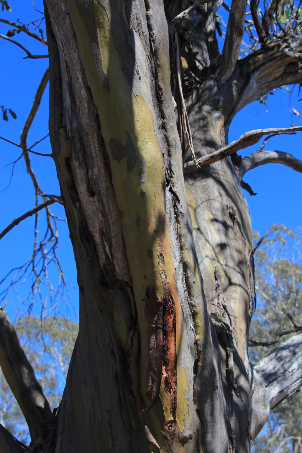 Eucalyptus stellulata (hero image)