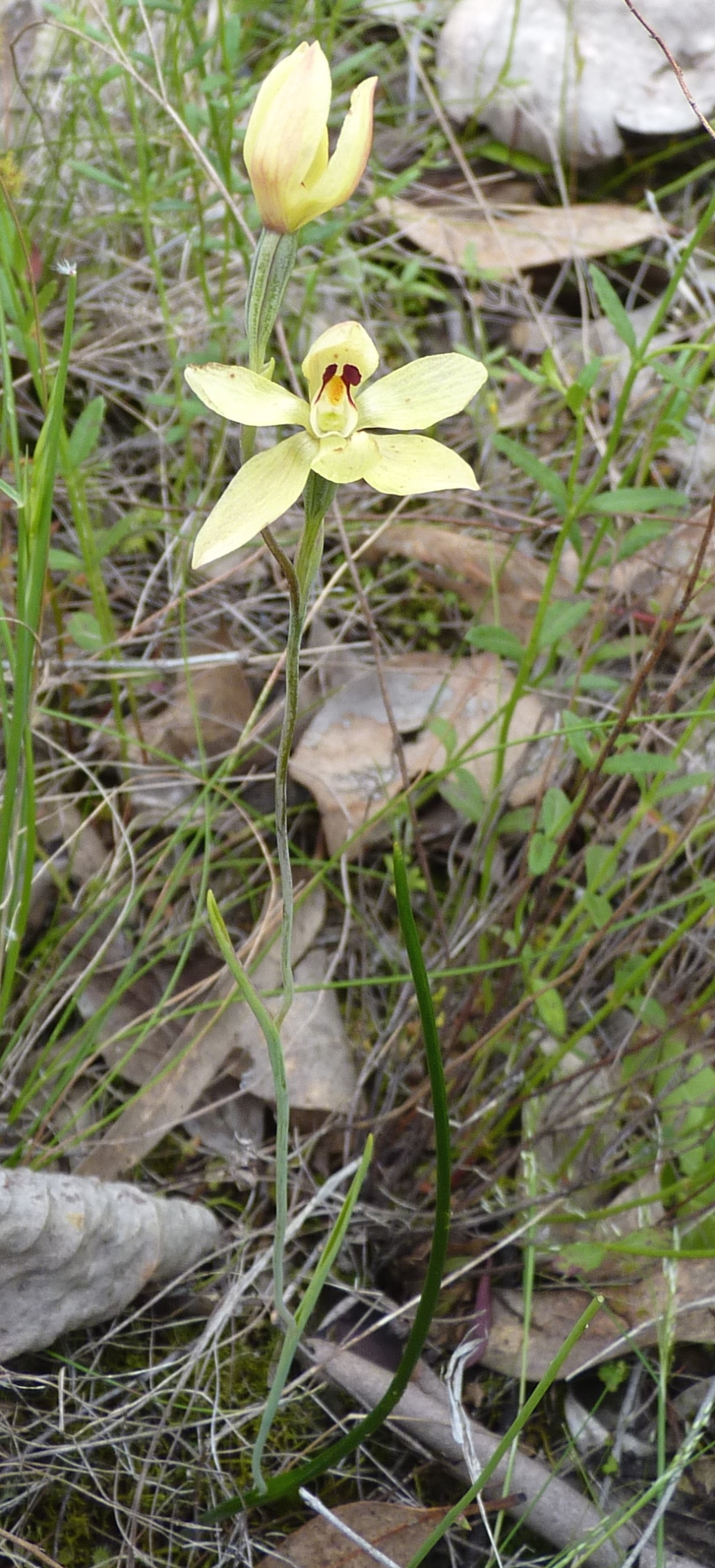 Thelymitra antennifera (hero image)