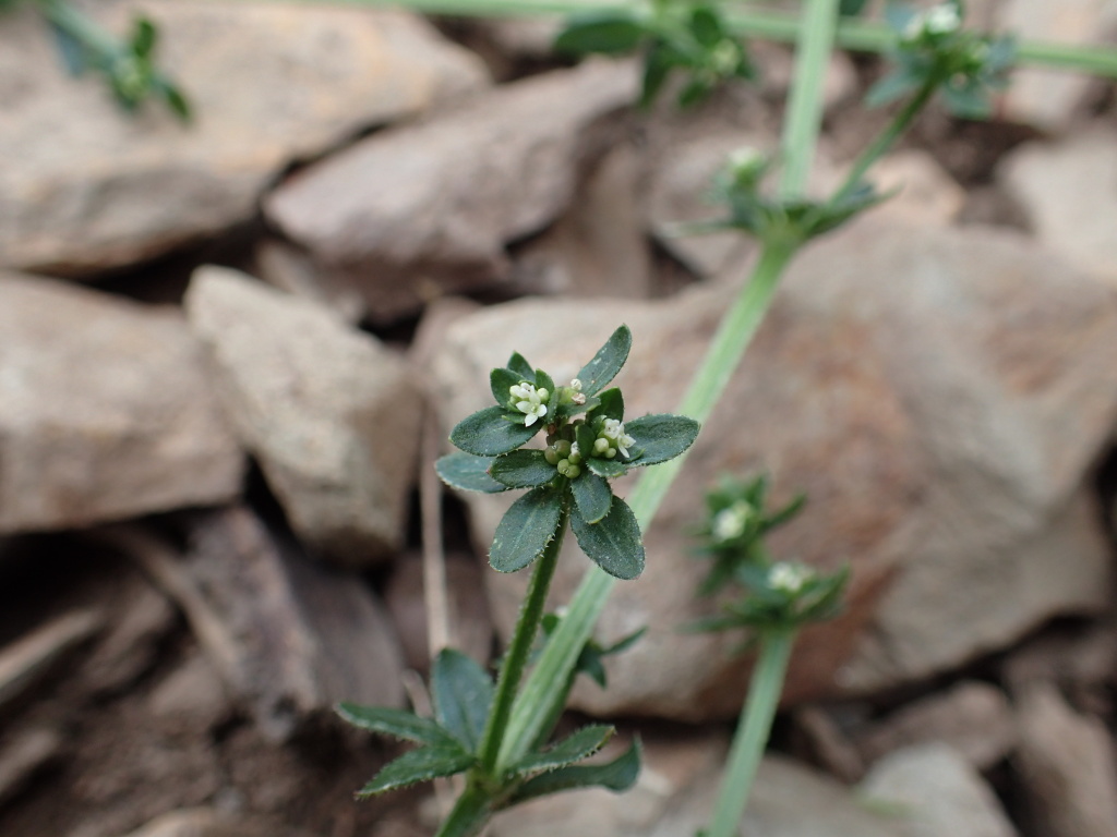 Galium liratum (hero image)