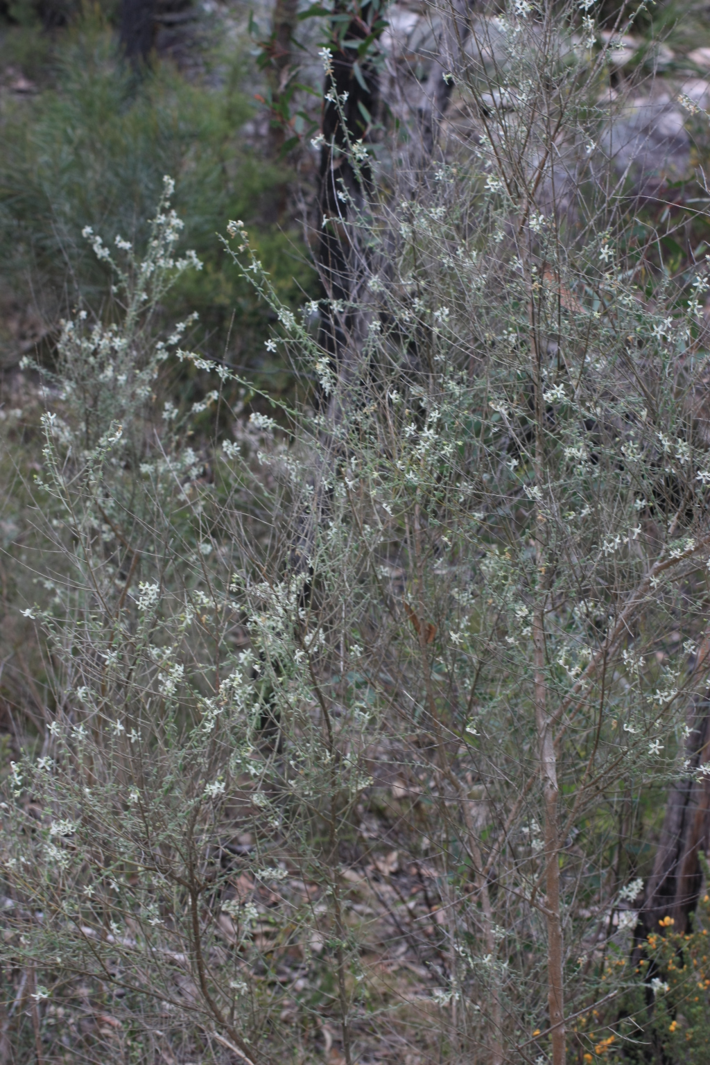 Cyphanthera albicans (hero image)