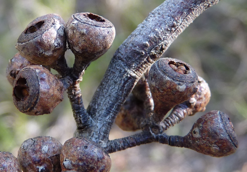 Eucalyptus dives (hero image)