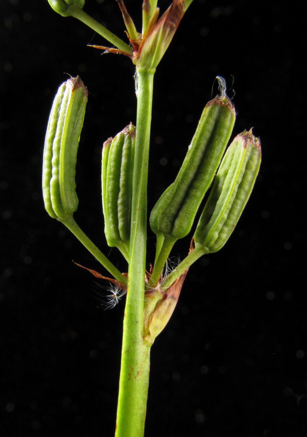 Iridaceae (hero image)