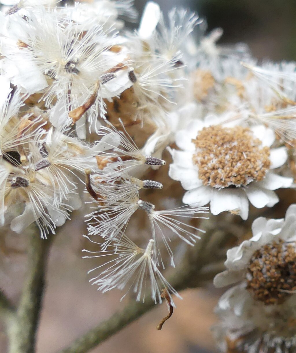 Ozothamnus stirlingii (hero image)