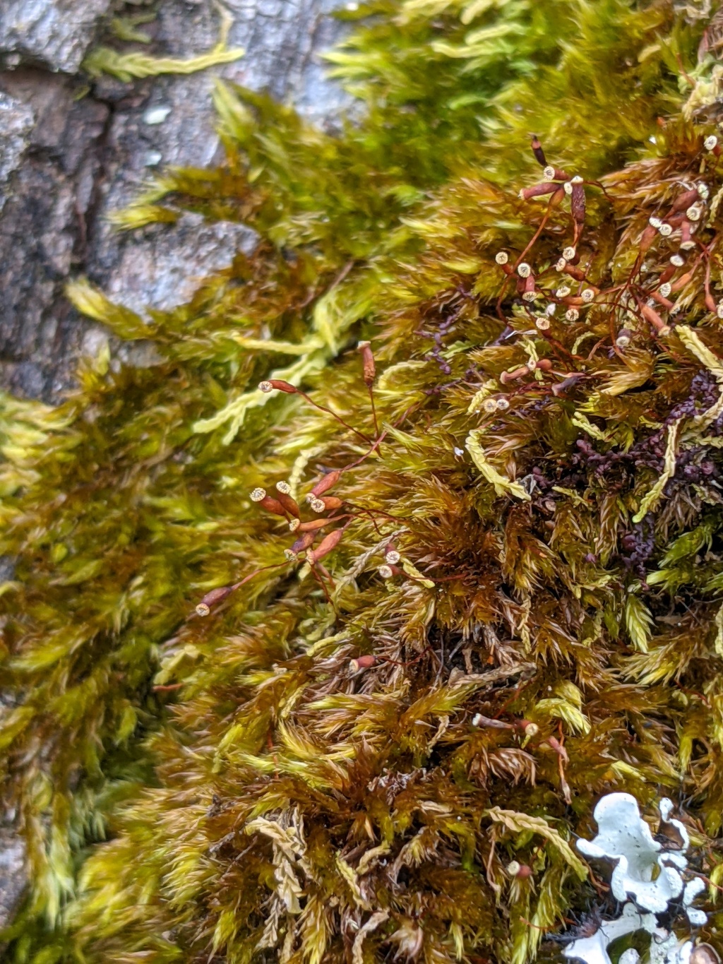 Sematophyllum homomallum (hero image)