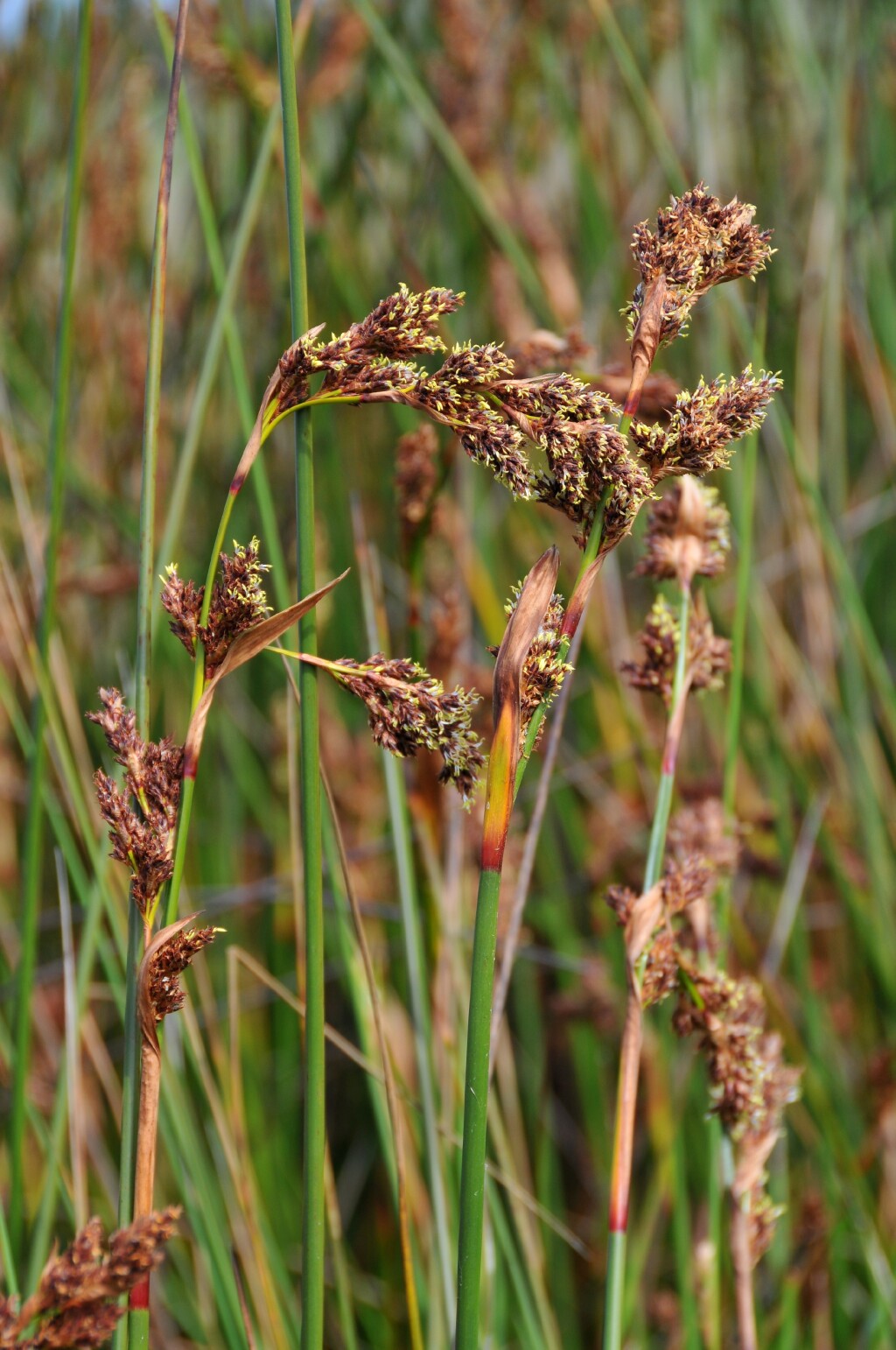 Machaerina arthrophylla (hero image)