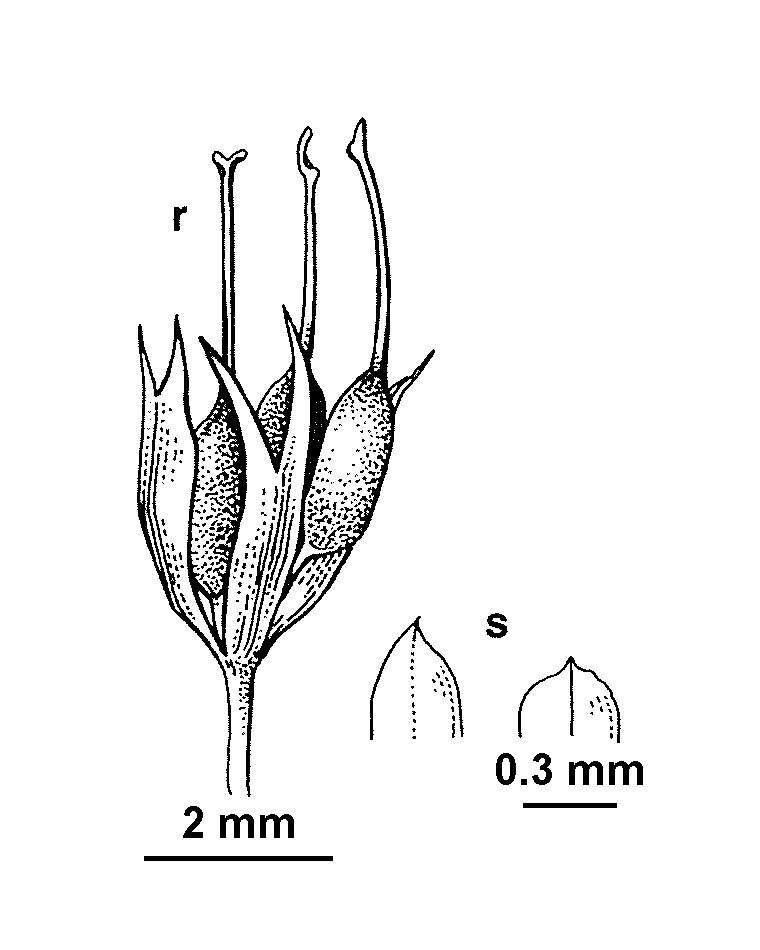 Althenia marina (hero image)