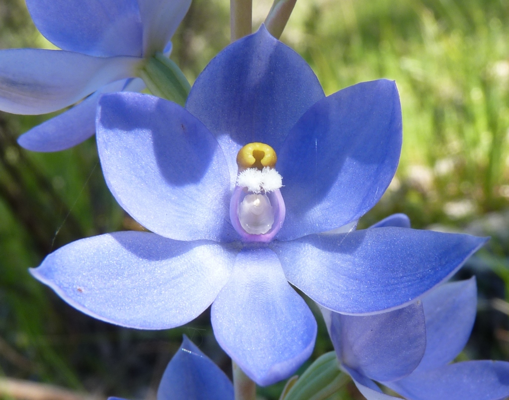 Thelymitra megcalyptra (hero image)