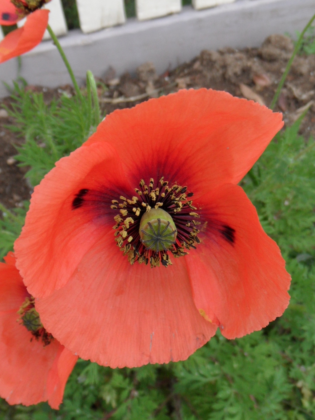 Papaver rhoeas (hero image)