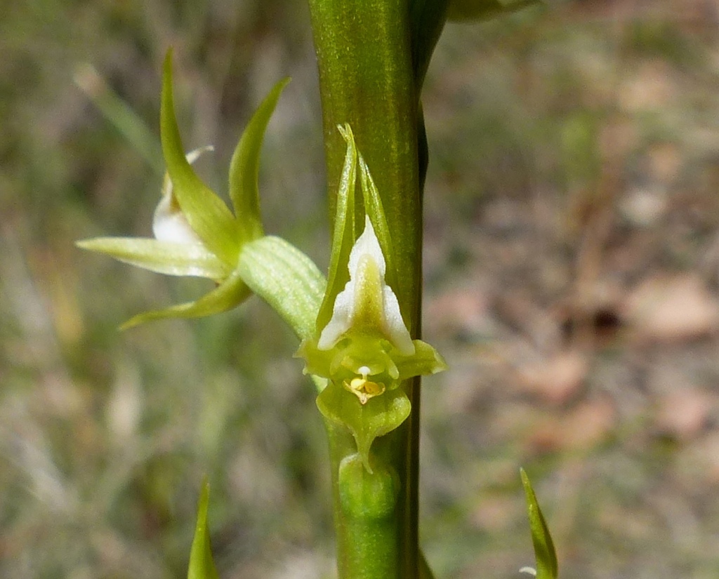 Prasophyllum sp. aff. validum (hero image)