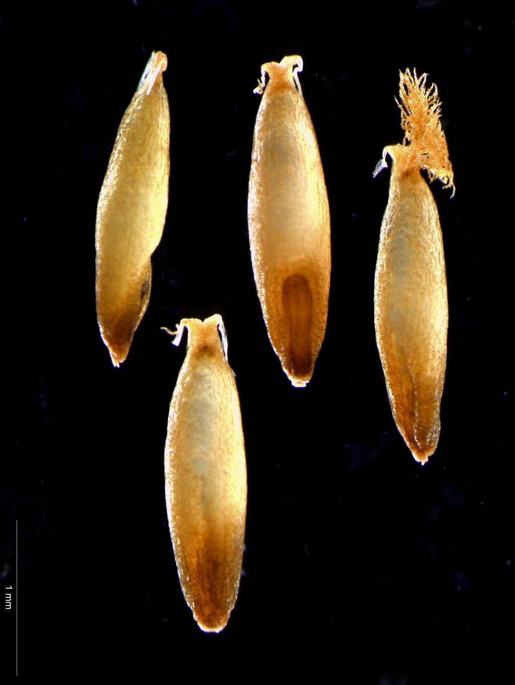 Cortaderia selloana (hero image)