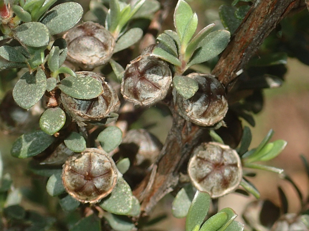 Leptospermum myrtifolium (hero image)