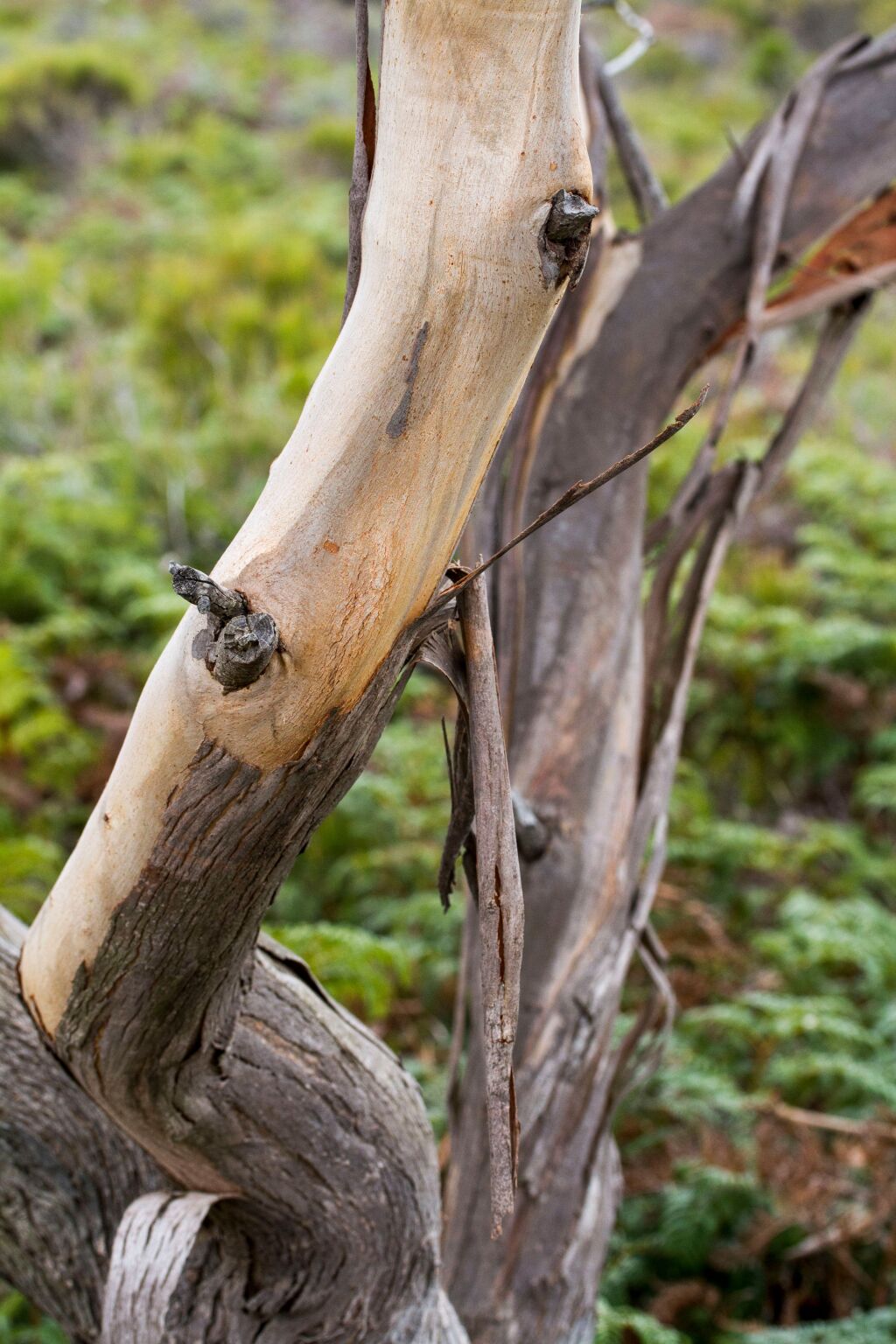 Eucalyptus viminalis subsp. pryoriana (hero image)