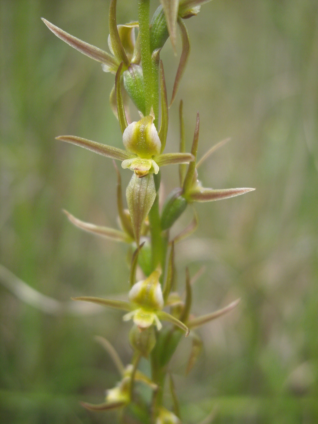 Prasophyllum correctum (hero image)