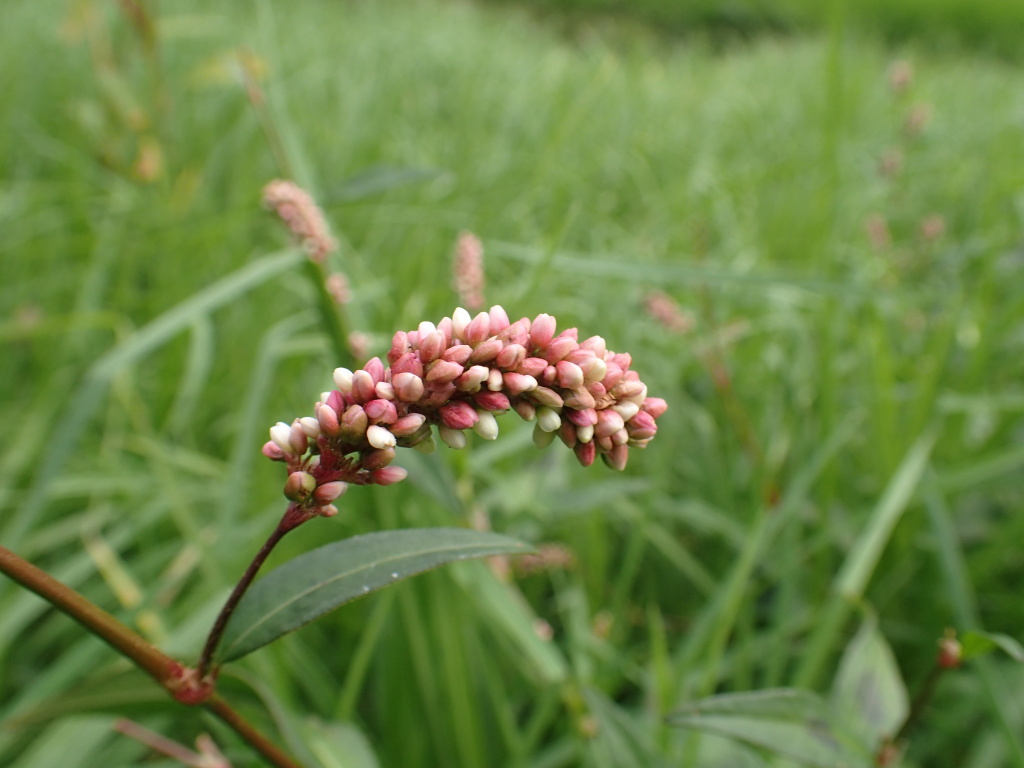 Persicaria maculosa (hero image)