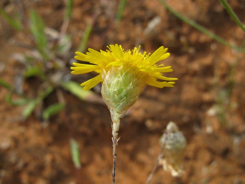 Podolepis aristata (hero image)