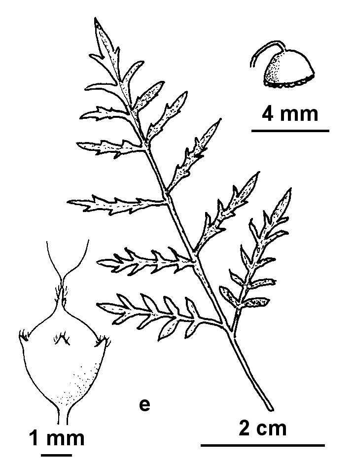 Ambrosia artemisiifolia (hero image)