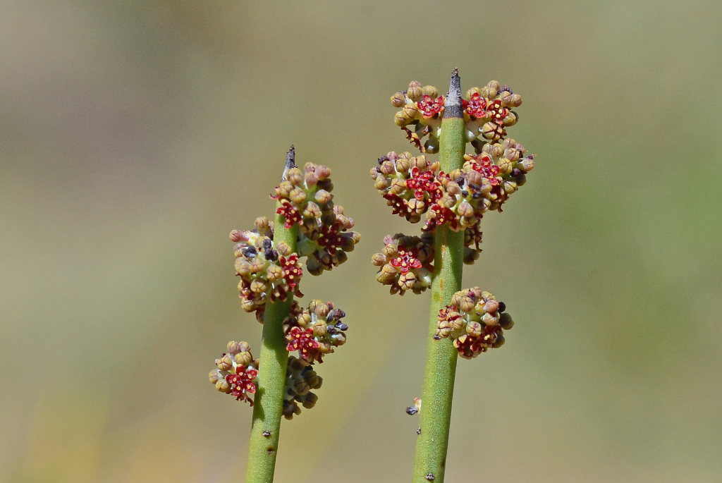 Leptomeria (hero image)