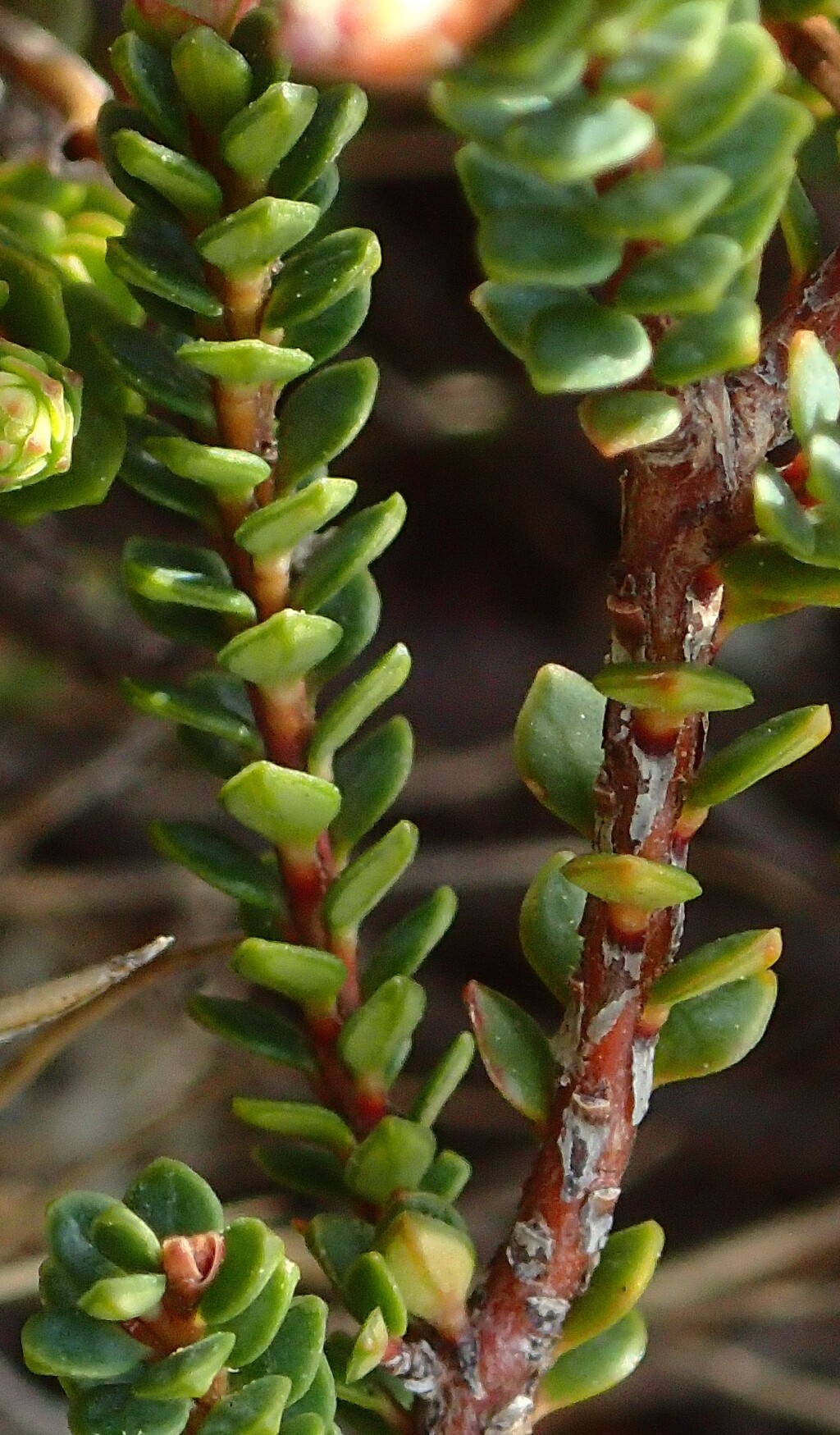 Epacris glacialis (hero image)