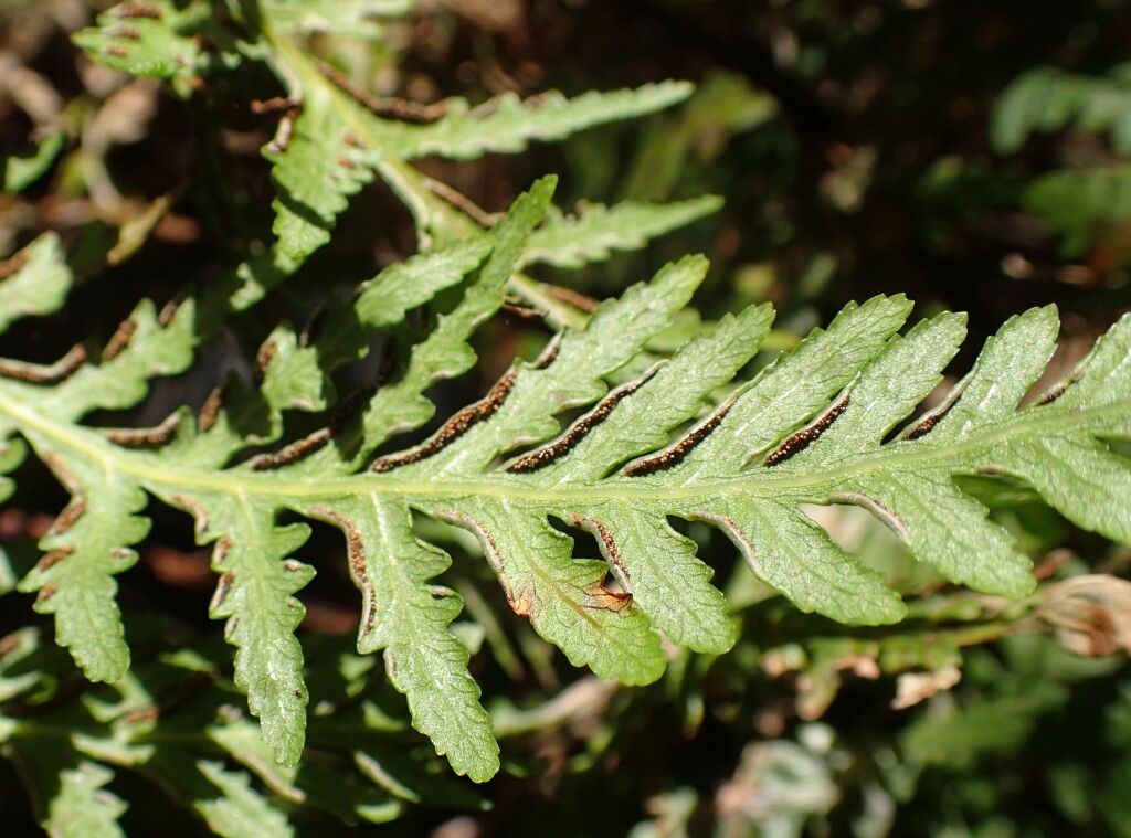 Pteris epaleata (hero image)