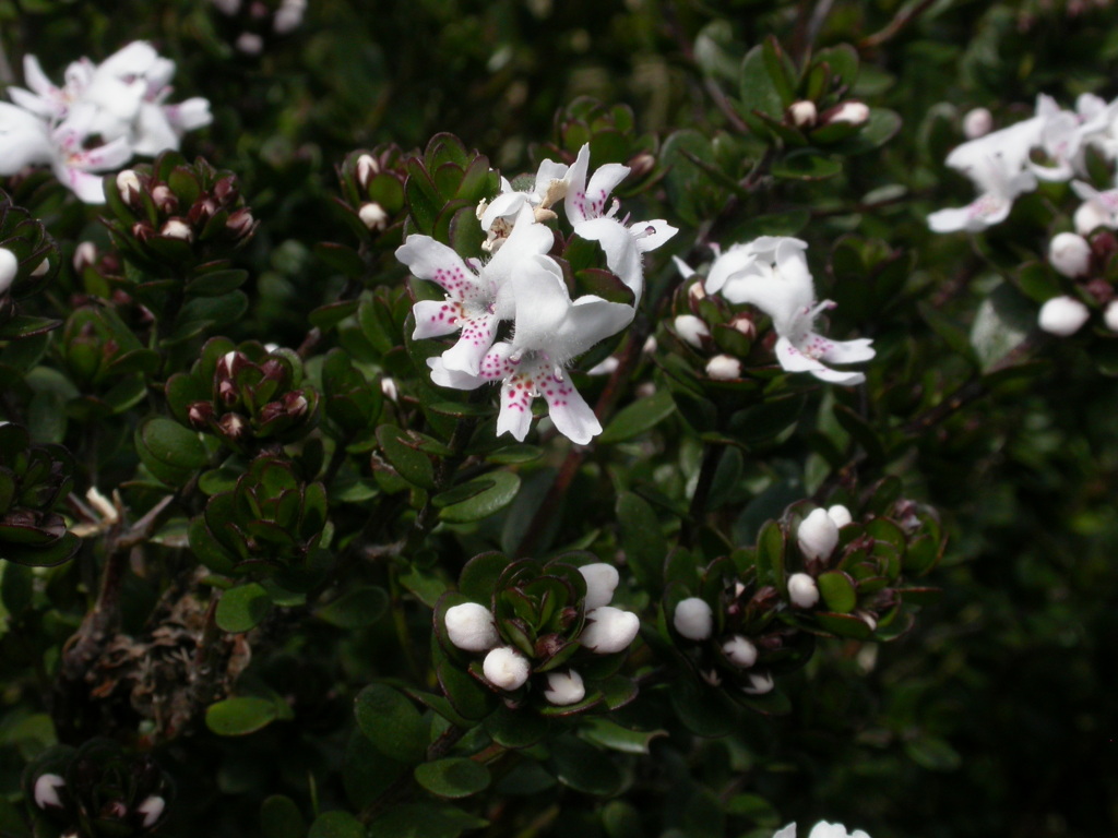 Westringia lucida (hero image)