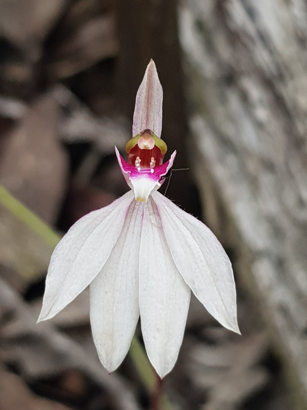 Caladenia maritima (hero image)