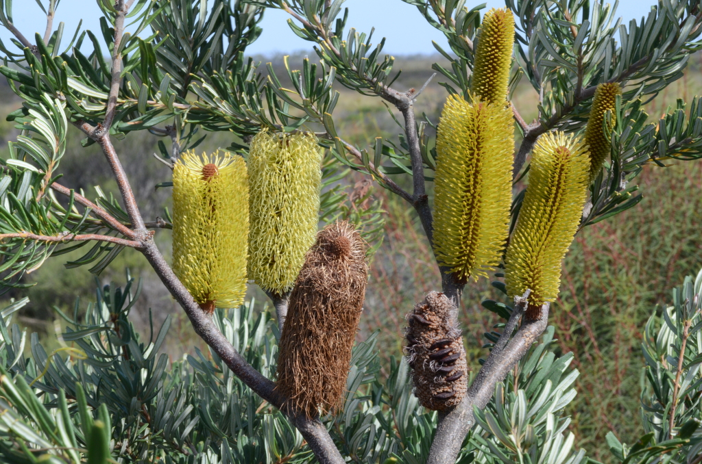 Banksia (hero image)