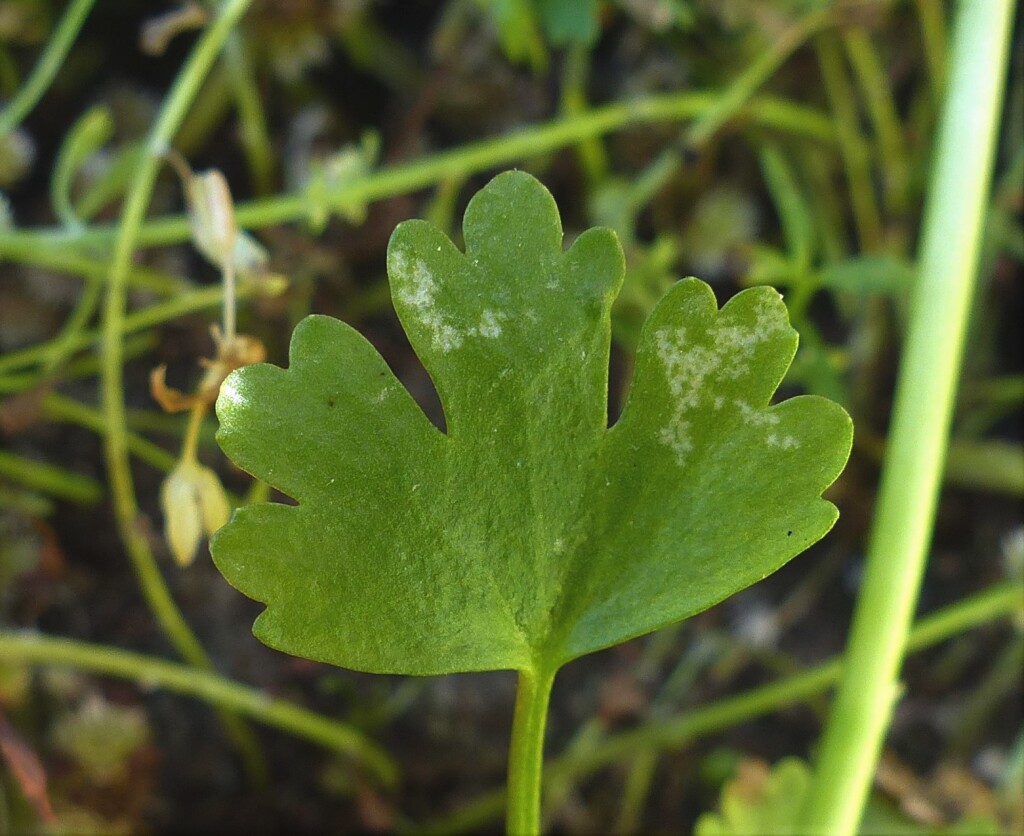 Ranunculus sceleratus (hero image)