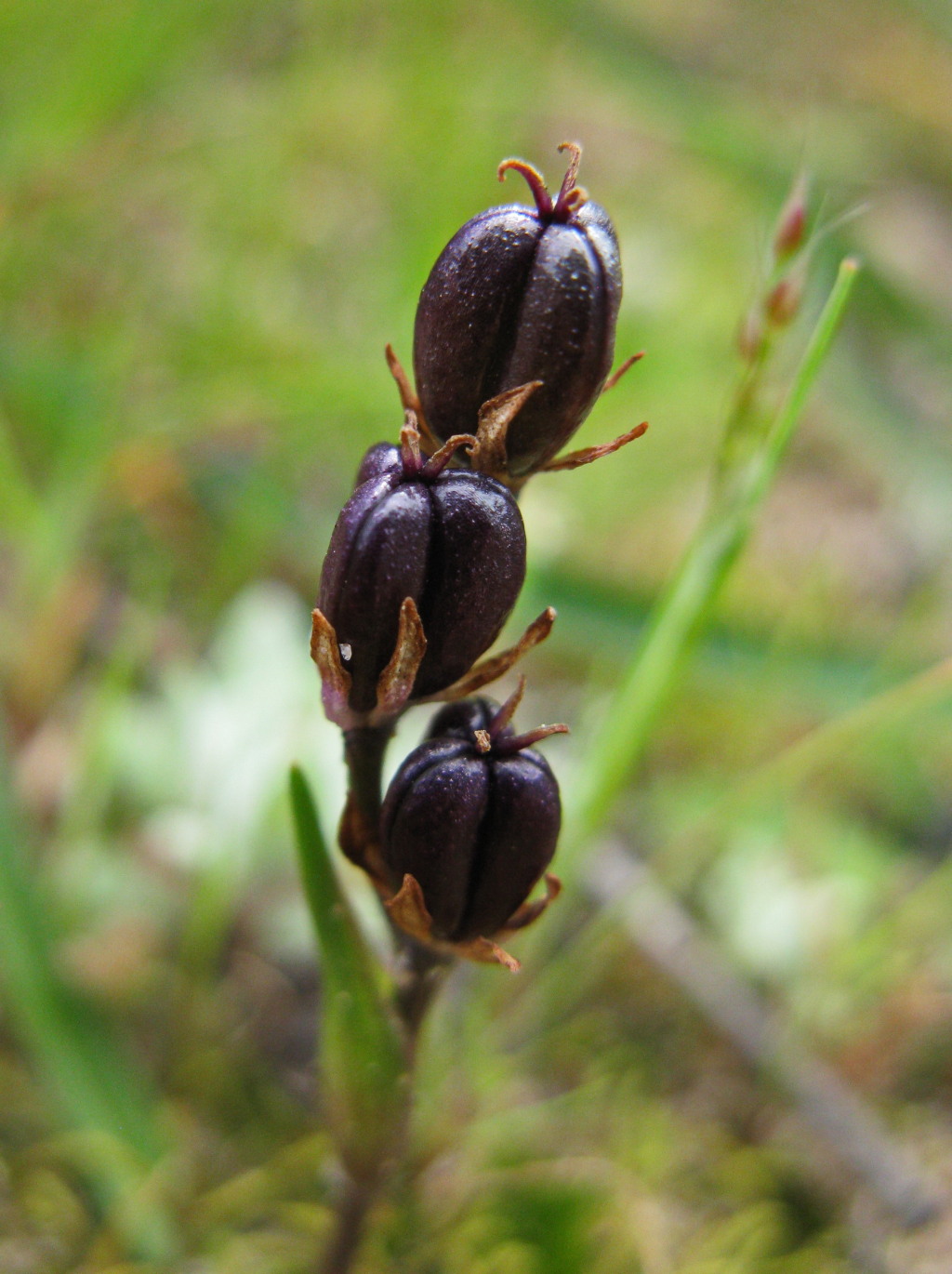 Wurmbea dioica (hero image)