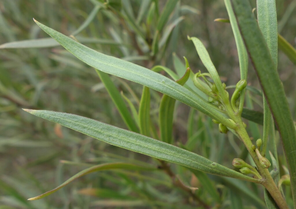 Myoporum montanum (hero image)