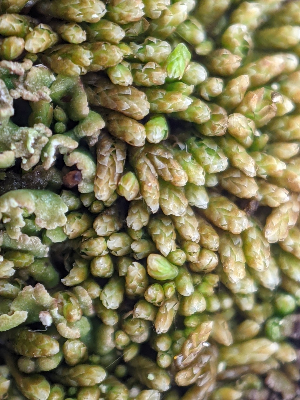 Gymnomitriaceae (hero image)