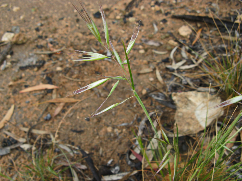 Rytidosperma caespitosum (hero image)