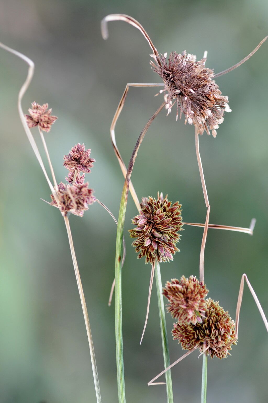 Cyperus reflexus (hero image)