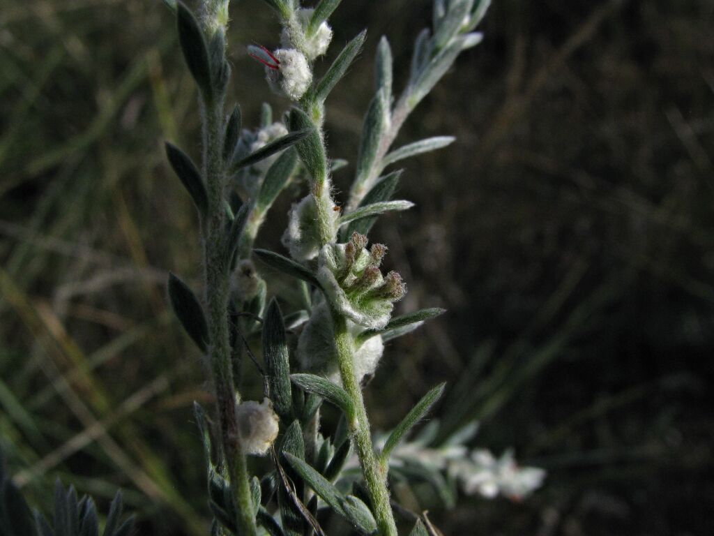 Maireana lobiflora (hero image)