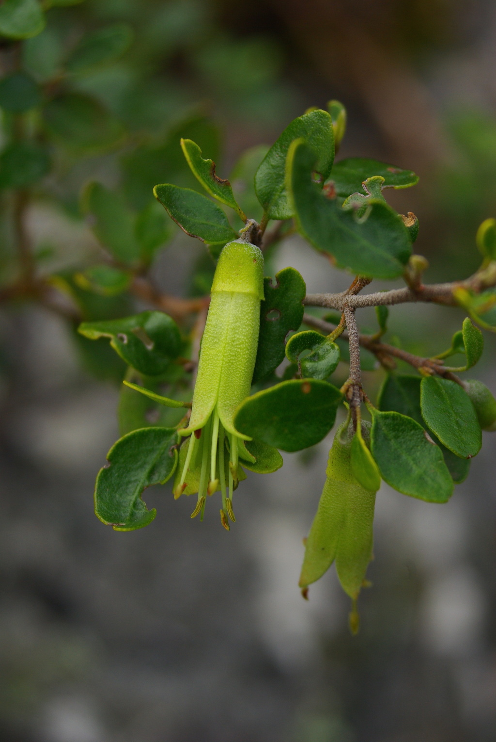 Correa glabra (hero image)