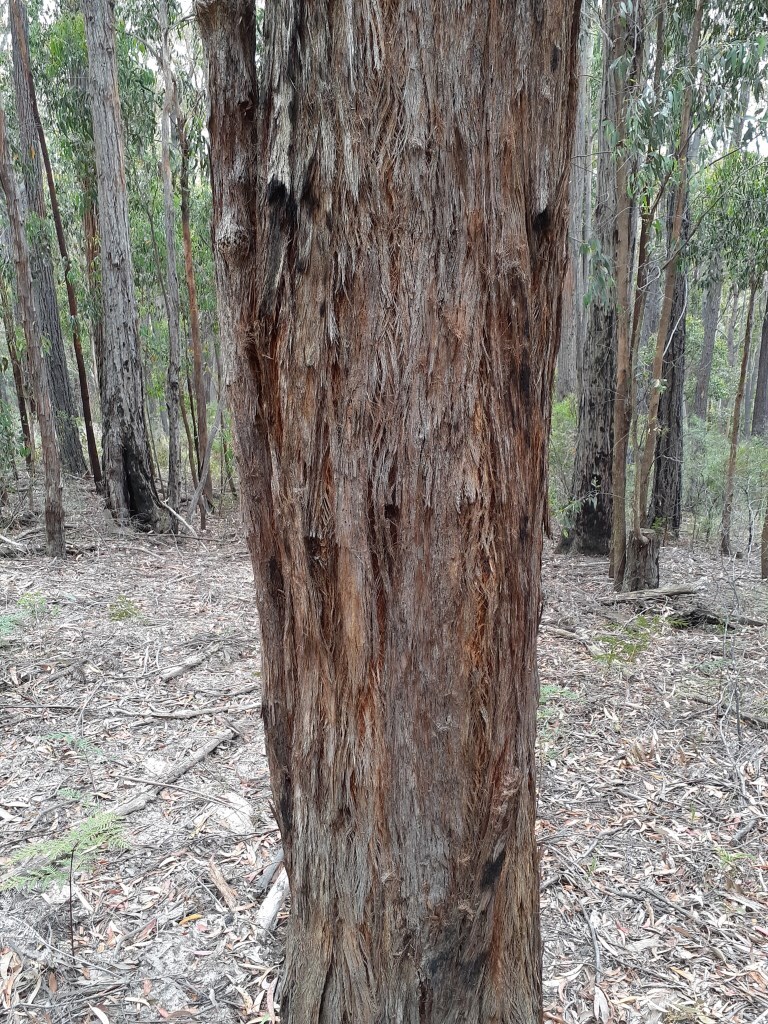 Eucalyptus consideniana (hero image)