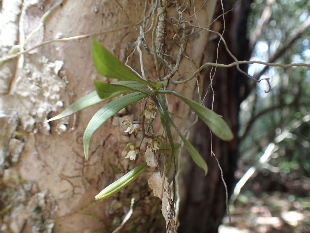 Plectorrhiza tridentata (hero image)