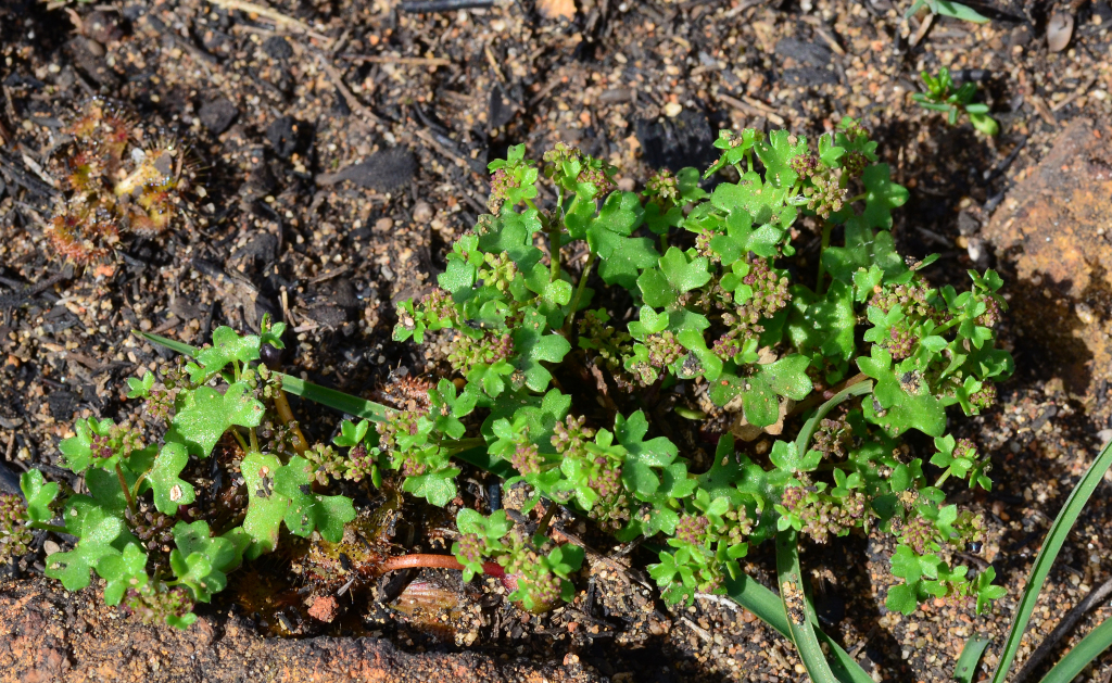 Hydrocotyle callicarpa (hero image)