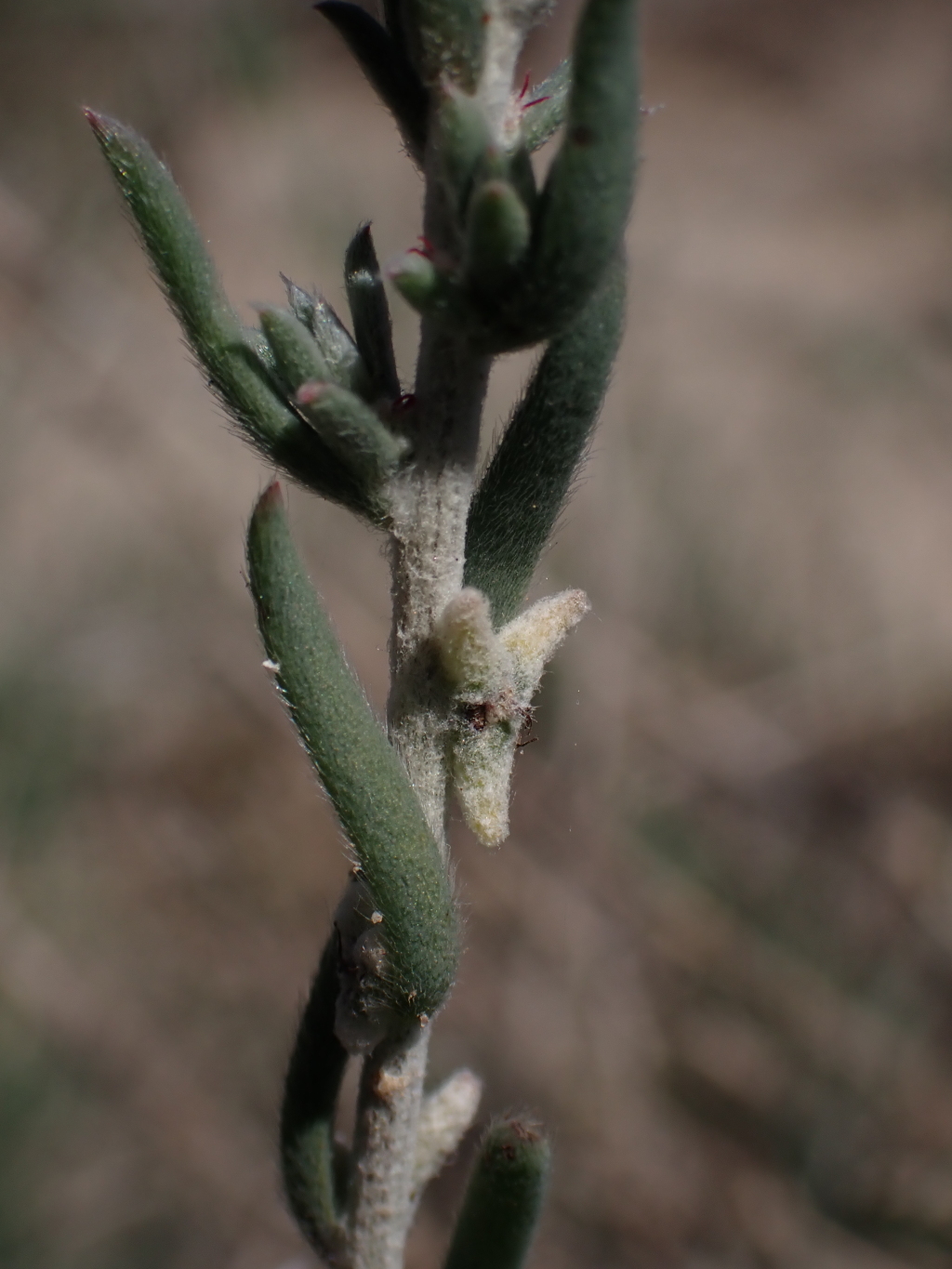 Malacocera tricornis (hero image)