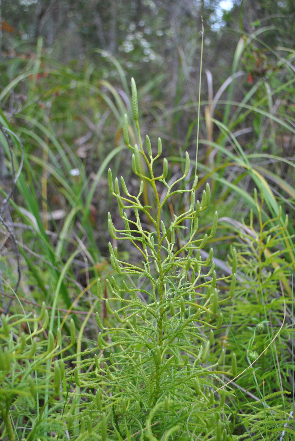 Lycopodium (hero image)