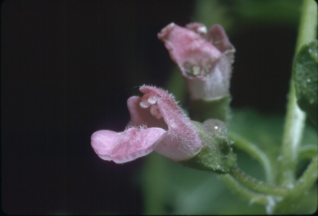 Scutellaria humilis (hero image)